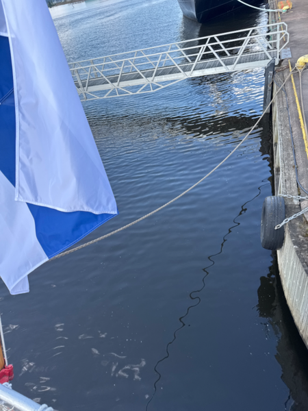 Tiedosto:Kotkan edusta, Sunilanlahti-Valtakunnallinen sinileväseuranta (Suomen merimuseo)-ObsIMG-202507151516-1752581895432.png