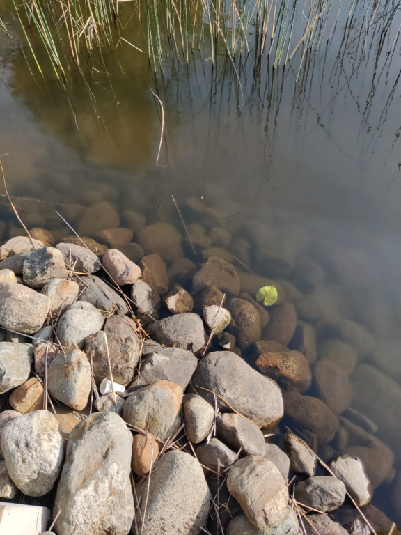 Päijänne (yhd.)-Valtakunnallinen sinileväseuranta (Majutvesi)-ObsALG-202308221754-64e4cbae2c62c.png