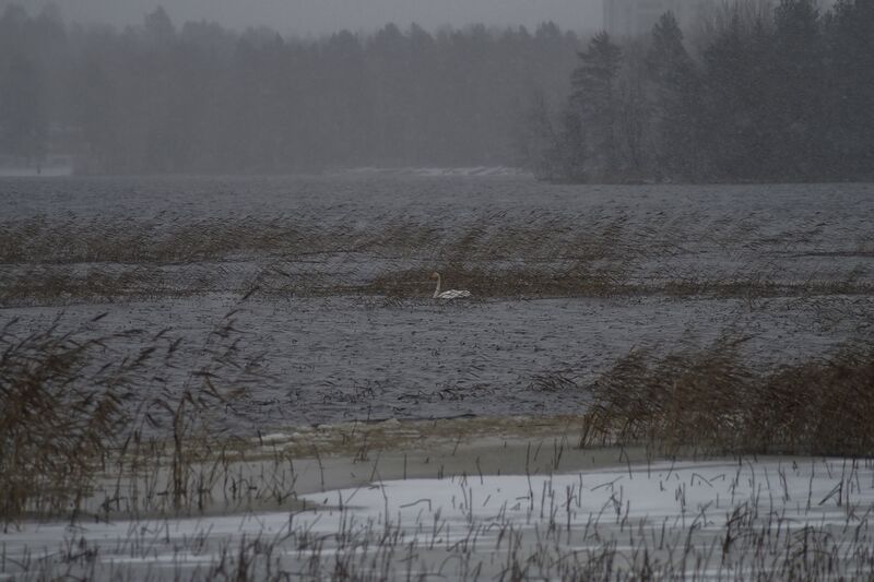 Tiedosto:Palokkajärvi (14.291.1.001)-Havaintopaikka 1-ObsICE-201611271823-72.jpg