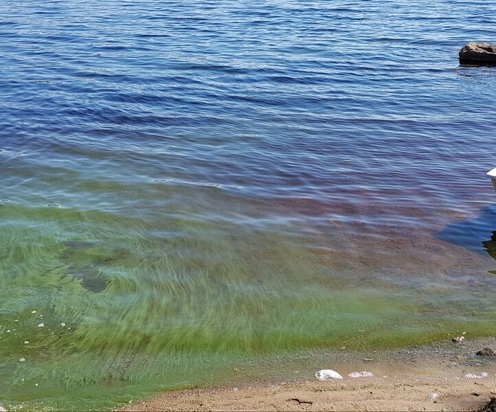 Tiedosto:Pielinen (04.411.1.001)-Honkasaari 1-ObsIMG-201807131119-29.jpg