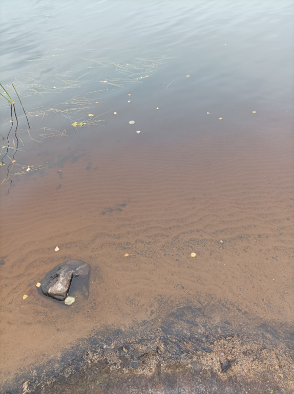 Evijärvi (47.021.1.001)-Valtakunnallinen sinileväseuranta (Sillankorvan leirintäalue)-ObsALG-202109071010-6137110766f3e.png