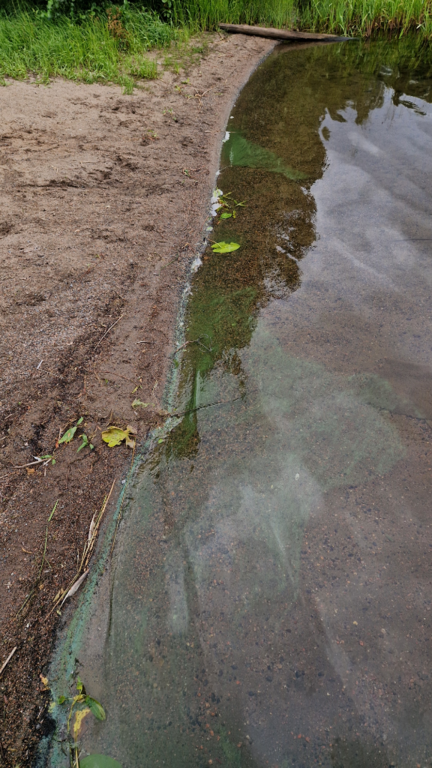 Katumajärvi (35.236.1.001)-Mäskälän ranta-ObsALG-202407090830-668d174a71f73.png