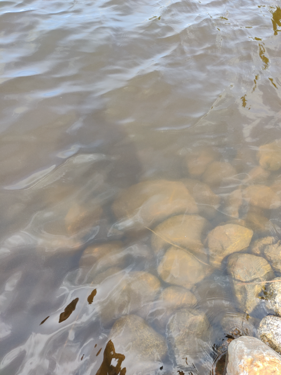 Päijänne (yhd.)-Valtakunnallinen sinileväseuranta (Majutvesi)-ObsALG-202206141225-62a85491b990c.png