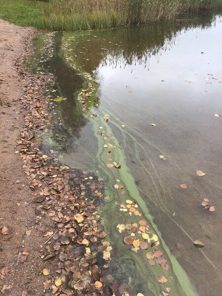 Tiedosto:Taasjärvi (81.045.1.002)-Valtakunnallinen sinileväseuranta-ObsALG-202009300943-28.jpeg