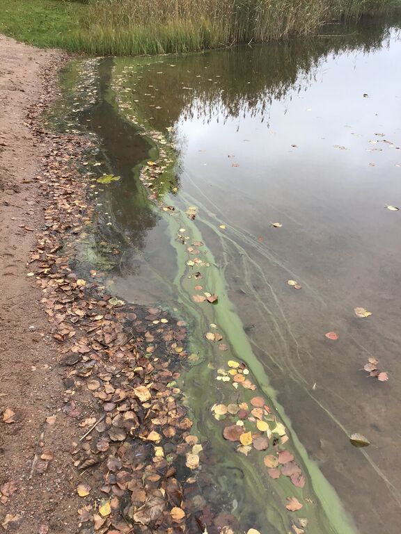 Taasjärvi (81.045.1.002)-Valtakunnallinen sinileväseuranta-ObsALG-202009300943-28.jpeg