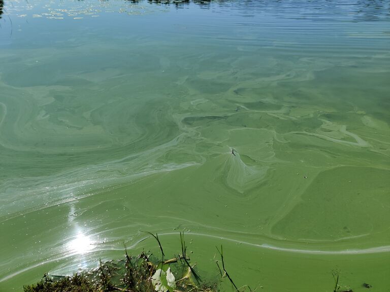 Veckjärvi (17.004.1.001)-Hasselholman uimaranta-ObsIMG-202008082130-69.jpg