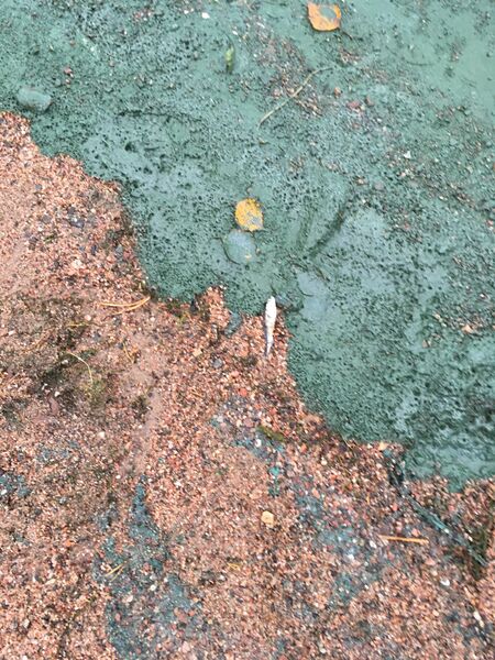 Tiedosto:Villinki-Ison Kallahden uimaranta-ObsIMG-201811091538-4.jpeg