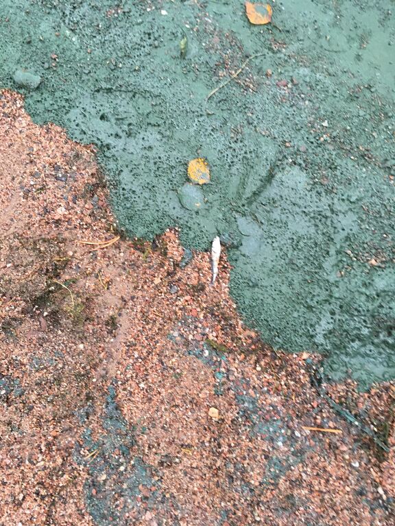 Villinki-Ison Kallahden uimaranta-ObsIMG-201811091538-4.jpeg