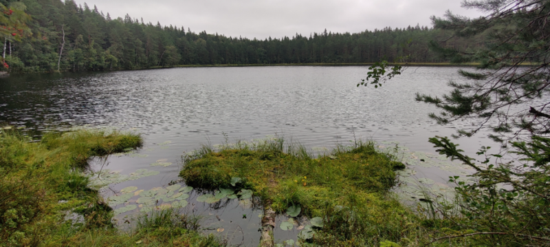 Tiedosto:Ahvenalampi (23.025.1.002)-Laavu-ObsIMG-202108281102-6129eeffcc0f7.png