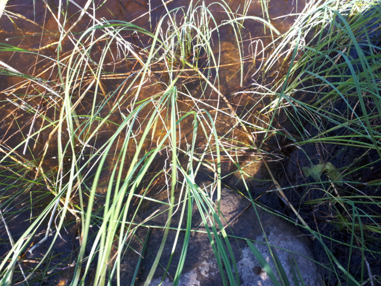 Kallavesi (yhd.)-Rotarien sinileväseuranta (Puutossalmi)-ObsALG-202207201705-62d80c0fa6822.png