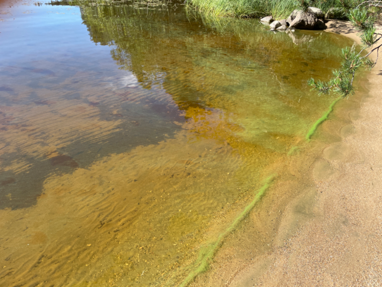 Kallavesi (yhd.)-Vaajasalo, eteläranta-ObsIMG-202208131056-62f75a0f11c67.png