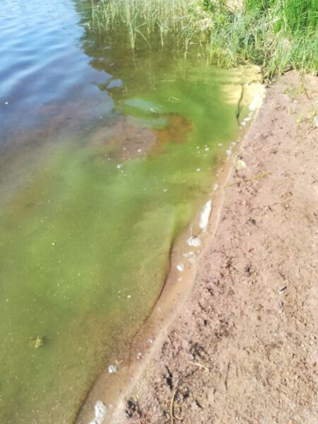 Tiedosto:Kivijärvi (14.192.1.001)-Havaintopaikka 1-ObsALG-201906080932-26.jpg