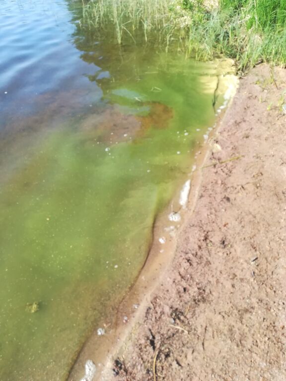 Kivijärvi (14.192.1.001)-Havaintopaikka 1-ObsALG-201906080932-26.jpg