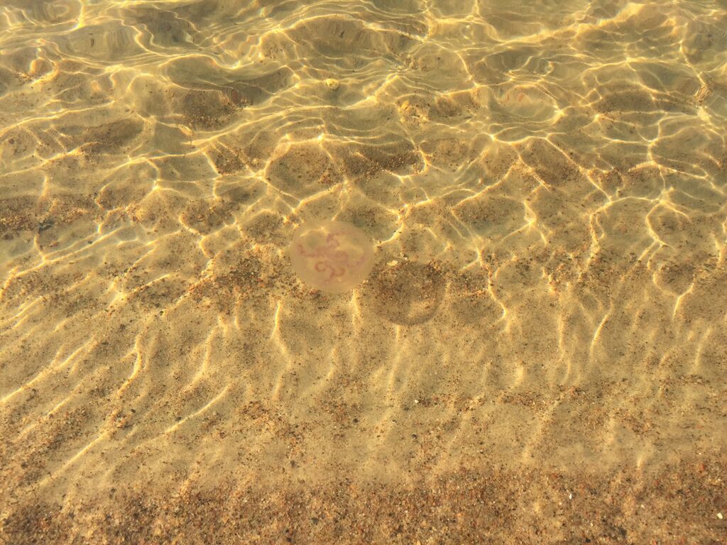 Porin avomeri-Yyterin uimaranta-ObsJELLY-201709241335-40.jpg