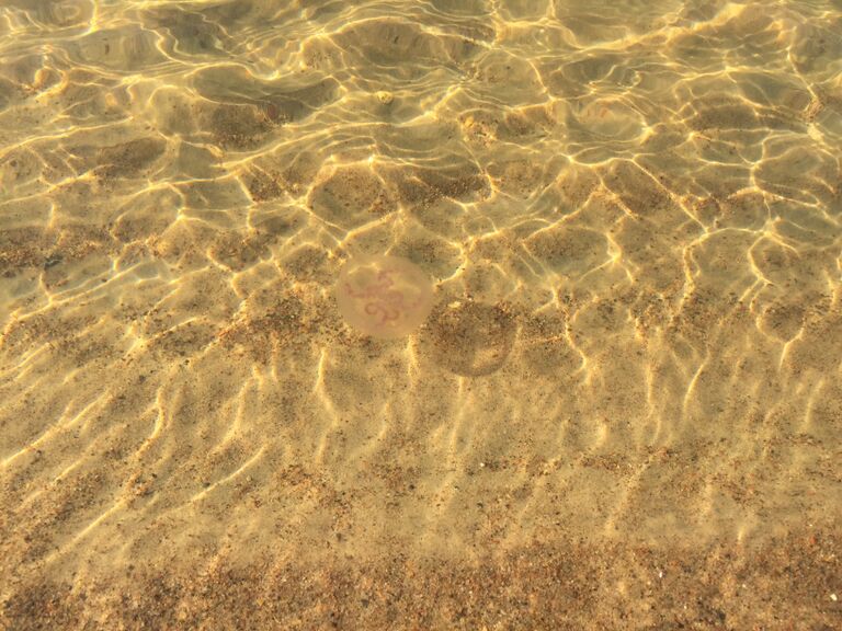 Porin avomeri-Yyterin uimaranta-ObsJELLY-201709241335-40.jpg