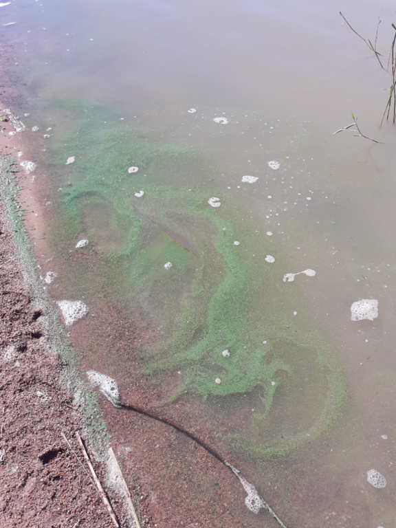 Sääskjärvi (16.004.1.001)-Valtakunnallinen sinileväseuranta-ObsIMG-202407101138-668e59834b663.png