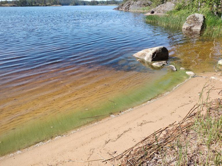 Saimaa (04.112.1.001)-Lietvesi, Pentinpäänniemi-ObsIMG-202207011000-62beb11824214.png