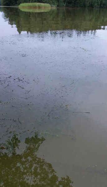 Tiedosto:20170725 223052.jpg