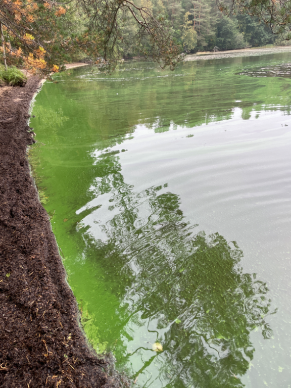 Kallavesi (yhd.)-Vaajasalo, eteläranta-ObsALG-202309111104-64feca6f4a864.png