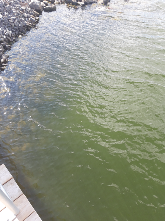 Pyhäjärvi (34.031.1.001)-Valtakunnallinen sinileväseuranta (Katismaan uimaranta)-ObsALG-202308231513-64e5f7e0b370e.png