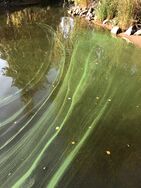 Ukonvesi (Saimaa) (04.151.1.001)/Annila