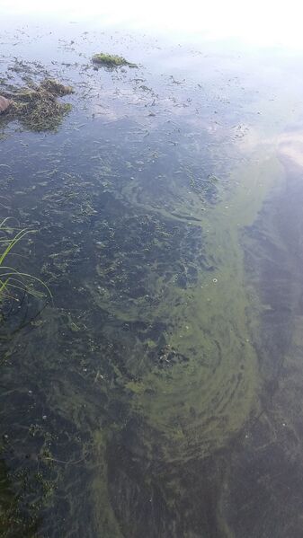 Tiedosto:20170722 082446.jpg