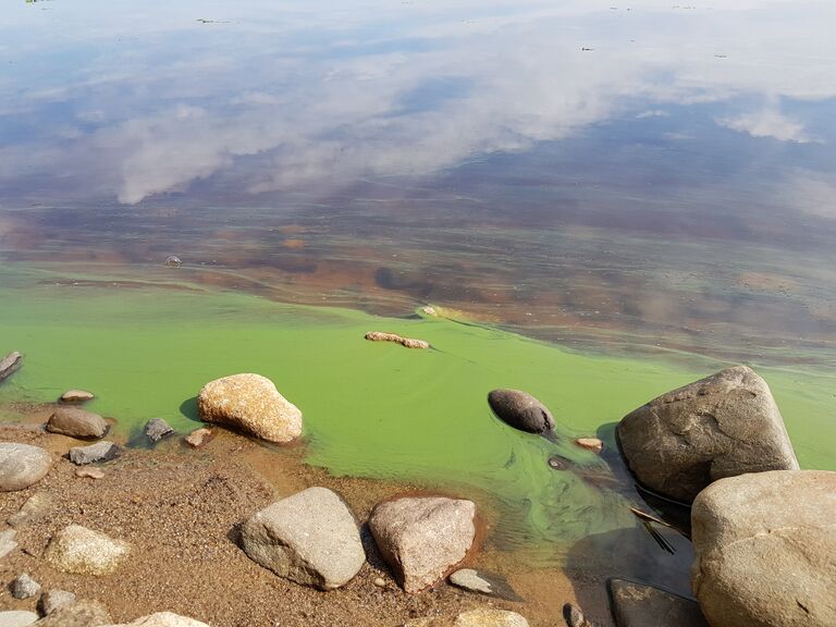 Alajärvi (47.043.1.001)-Pynttärin uimaranta-ObsIMG-201907101054-2.jpg