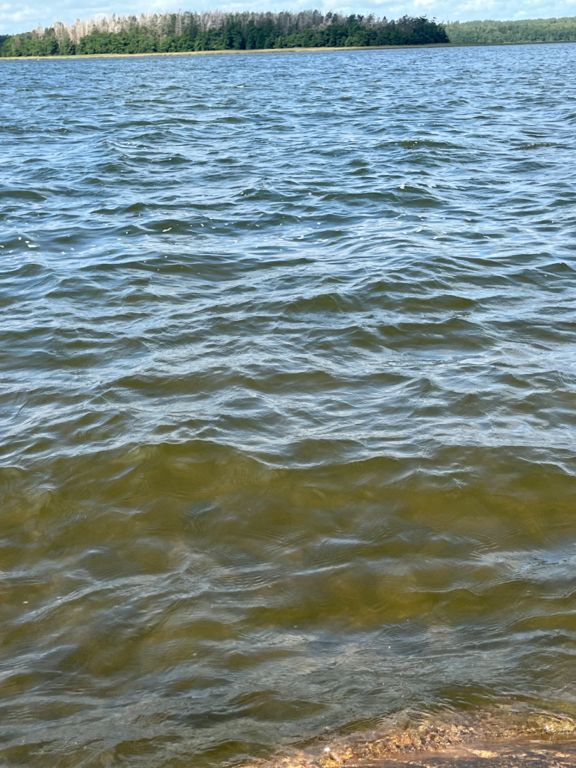 Dragsvik-Rotarien sinileväseuranta (Högholmen)-ObsIMG-202508071207-1754557773547.png