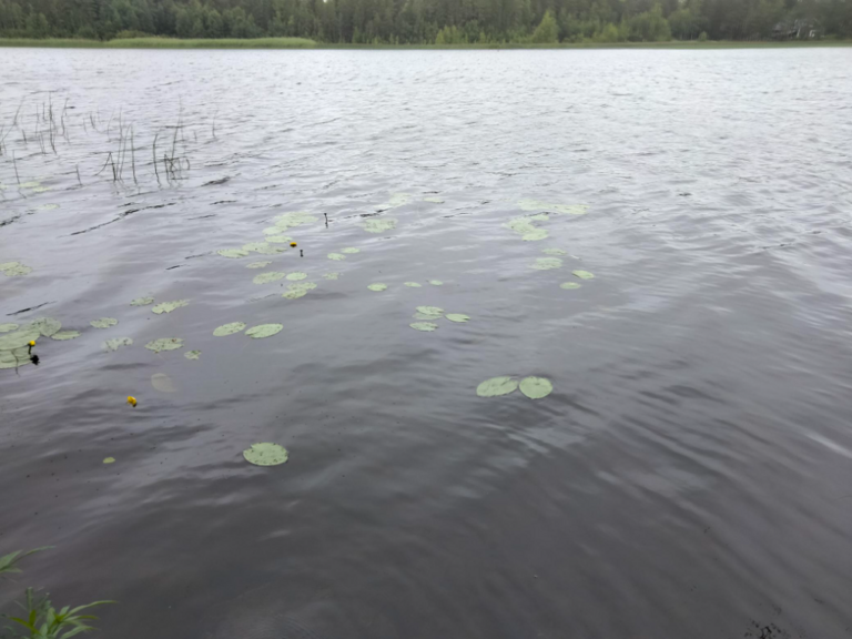 Evijärvi (47.021.1.001)-Valtakunnallinen sinileväseuranta (Sillankorvan leirintäalue)-ObsIMG-202307101220-64ae4520e0b61.png