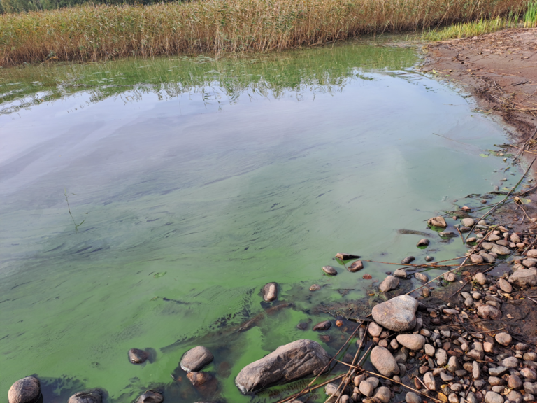 Haukivesi (Saimaa) (04.211.1.001)-Valtakunnallinen sinileväseuranta (Joroisselkä, venesataman uimaranta)-ObsALG-202509090927-1757399366899.png