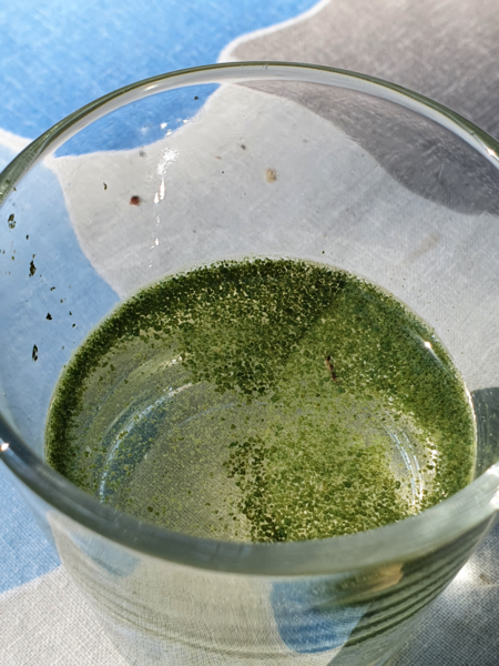 Tiedosto:Havainto-Saimaa, Äitsaari, Armniemi-ObsIMG-202106221105-60d19cdd3bb7f.png