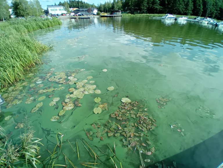 Hiidenvesi (23.031.1.001)-Kirkonkylän veneranta-ObsALG-202308121722-64d88d526f03f.png