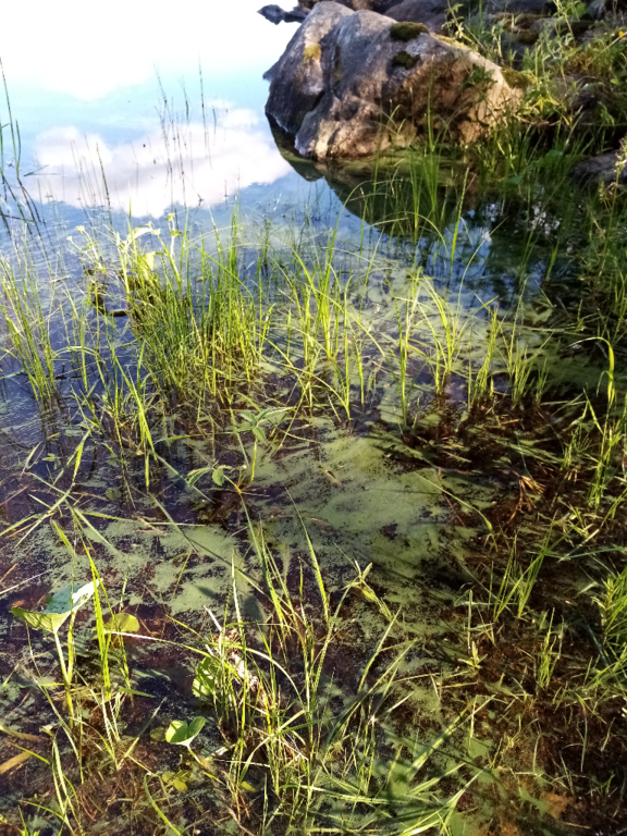 Iso-Kiimanen (59.823.1.001)-Havaintopaikka 1-ObsALG-202106251641-60d5e5d1e0027.png