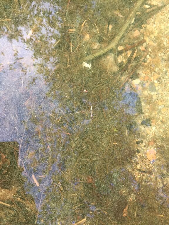 Kallavesi (yhd.)-Vaajasalo, eteläranta-ObsALG-202009111724-18.jpeg