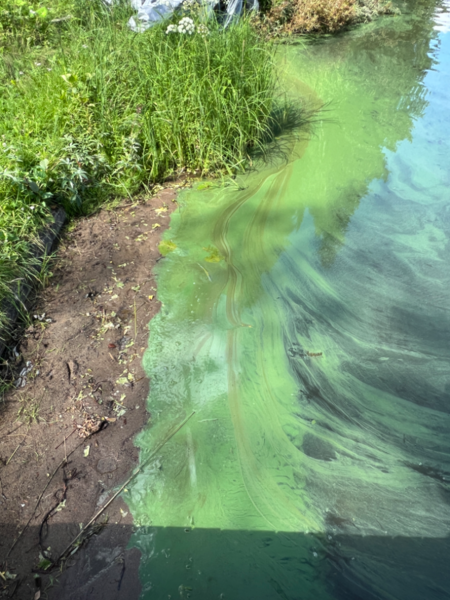 Tiedosto:Onkivesi (04.511.1.001)-Kaijansaari-ObsIMG-202407161640-669679cb23c95.png