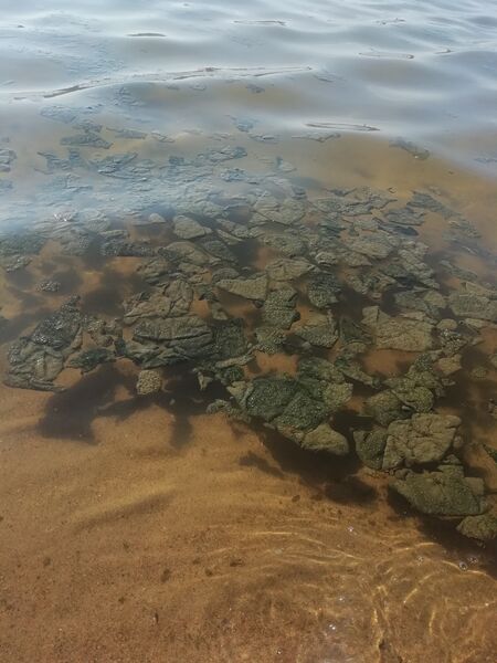 Tiedosto:Eteläinen kaupunginlahti-Varisselkä-Hietasaari-ObsIMG-201808011900-97.jpg