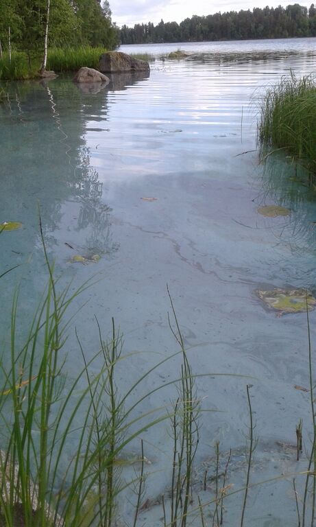 Pyhäjärvi (35.211.1.001)-Sammalistonnokka-ObsIMG-201707031922-84.jpg