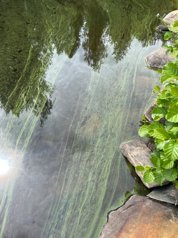 Suurijärven valuma-alue (04.792)-Havaintopaikka 1-ObsIMG-202507021341-68650e365db12.png