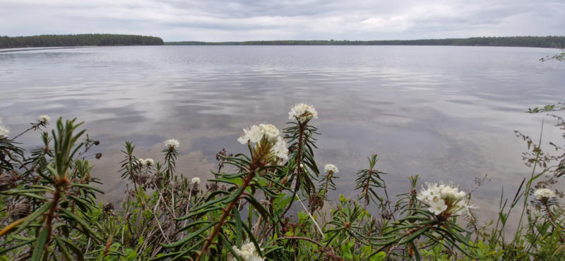 Tiedosto:Välijärvi (74.021.1.051)-Luikonsaari-ObsIMG-202506231954-1750697685911.png