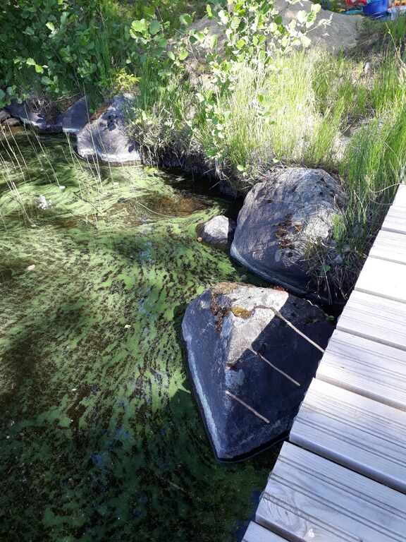 Alasjärvi (35.214.1.004)-Alasjärvi-ObsIMG-202006221558-78.jpg