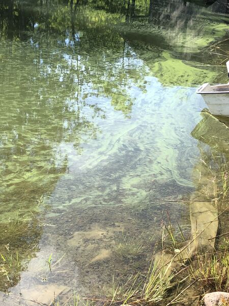 Tiedosto:Hakkenpää - Tuulvesi-Kivivesi Siikarauma-ObsALG-201907071040-76.jpeg