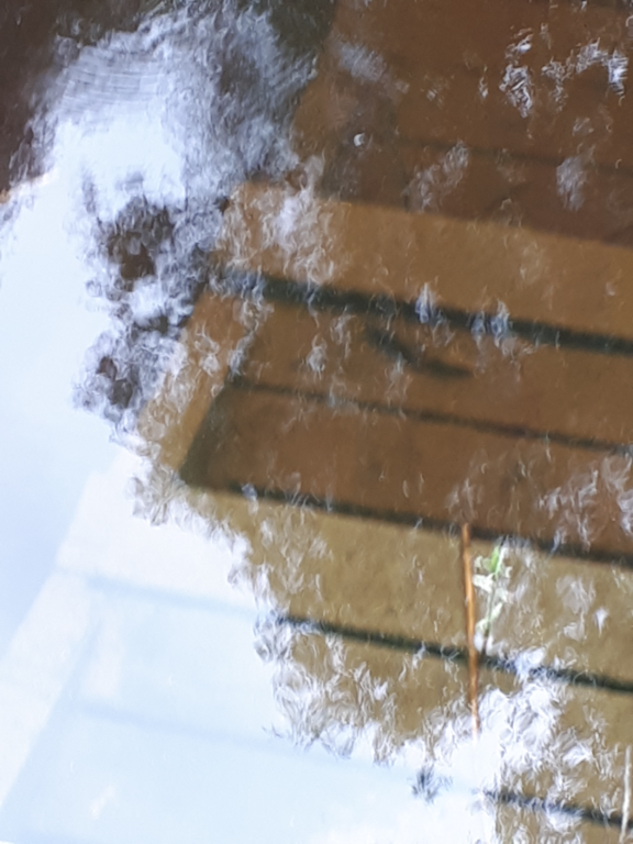 Kallavesi (yhd.)-Rotarien sinileväseuranta (Puutossalmi)-ObsALG-202406181439-6671aeb4d660e.png