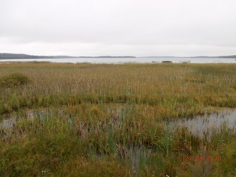 Tiedosto:Lahdenpohjan lintutornista.JPG