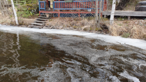 Päijänne (yhd.)-Kopsuonlahti, Koveronranta-ObsIMG-202505041205-68172e88007c5.png