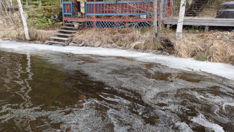 Päijänne (yhd.)-Kopsuonlahti, Koveronranta-ObsIMG-202505041205-68172e88007c5.png