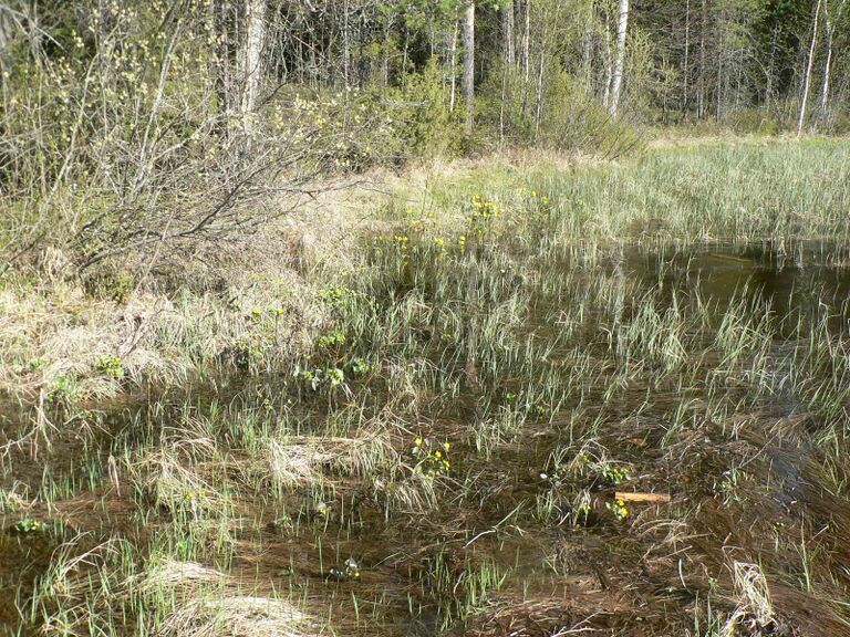 Rentukoita kiermin lähellä.JPG