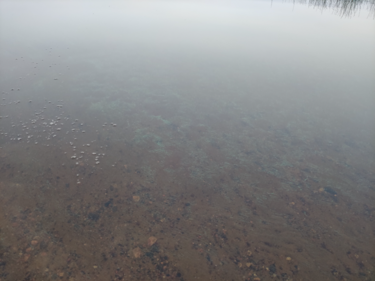 Alavudenjärvi (44.051.1.004)-Harrinranta-ObsIMG-202107102225-60e9f4a322da9.png