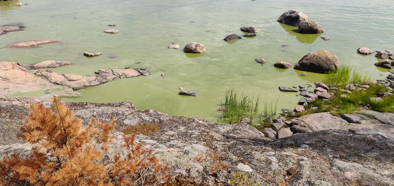 Porkkala itä-Stora Brändö-ObsALG-201807121400-89.jpg