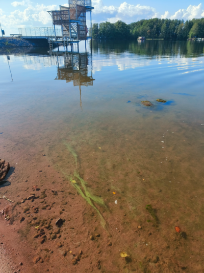 Pyhäjärvi (34.031.1.001)-Valtakunnallinen sinileväseuranta (Katismaan uimaranta)-ObsALG-202509091519-1757420391370.png