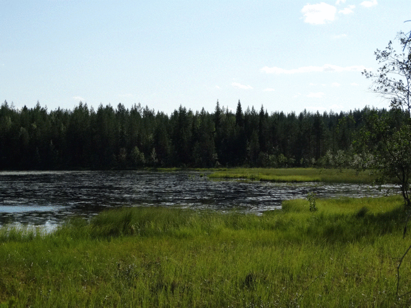 Tiedosto:Siikaluoma 1.gif